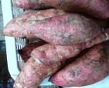 Sauteed Baby Potatoes With Herbs